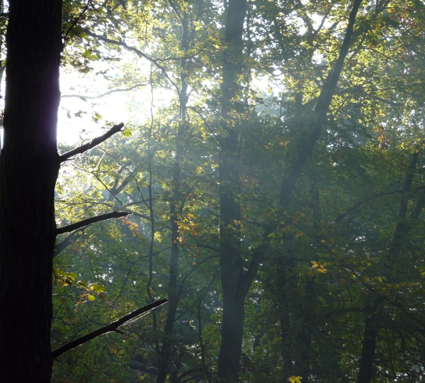 Bild mit Blick in den Wald